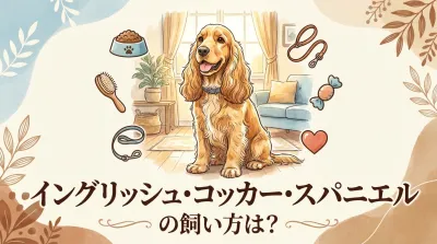 イングリッシュコッカースパニエルの飼い方ガイド｜性格・運動量・被毛ケアのコツをプロが解説