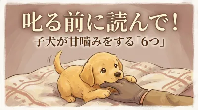 叱る前に読んで！子犬が甘噛みをする「6つの理由」と、親和性を高める優しいコミュニケーション術