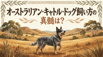 飼うのは大変？オーストラリアン・キャトル・ドッグの正しい飼い方としつけの極意