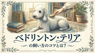 ベドリントン・テリアを幸せにする飼い方！運動量・トリミング・しつけの悩みをプロが解決