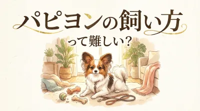 【パピヨンの飼い方】難しいって本当？賢い犬種特有のしつけとケアのコツ