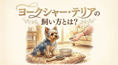 ヨークシャー・テリアの飼い方とは？