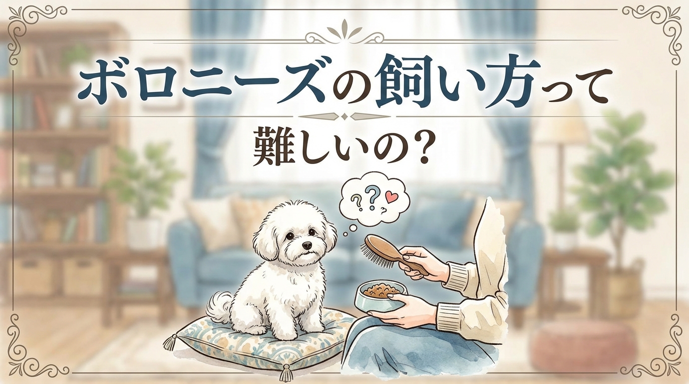 ボロニーズの飼い方って難しいの？