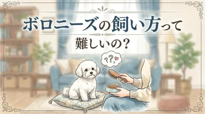 ボロニーズの飼い方って難しいの？