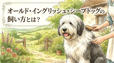 オールド・イングリッシュ・シープドッグの飼い方とは？