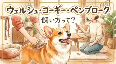 ウェルシュ・コーギー・ペンブローク　飼い方って？