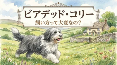 ビアデッド・コリー　飼い方って大変なの？