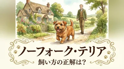 ノーフォーク・テリア 飼い方の正解は？
