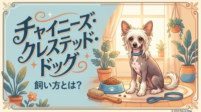 チャイニーズ・クレステッド・ドッグ飼い方とは？