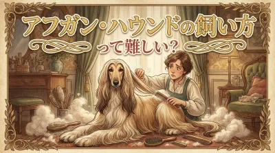 アフガン・ハウンドの飼い方って難しい？