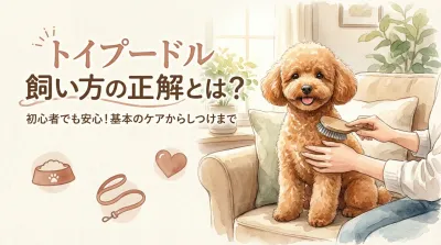 トイプードル 飼い方の正解とは？
