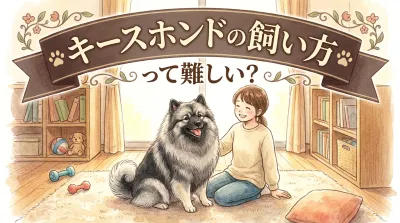 キースホンドの飼い方って難しい？