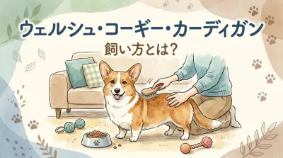 ウェルシュ・コーギー・カーディガン　飼い方とは？